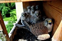 /album/a12-6-2013/jsme-hladovi-jpg/